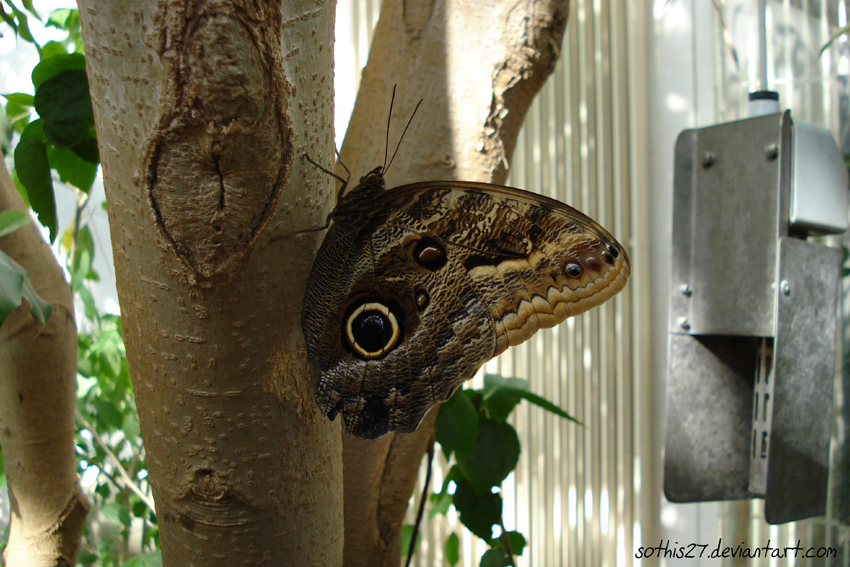 In the Butterfly's House 4