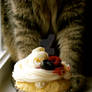 Cat Meets Cake III