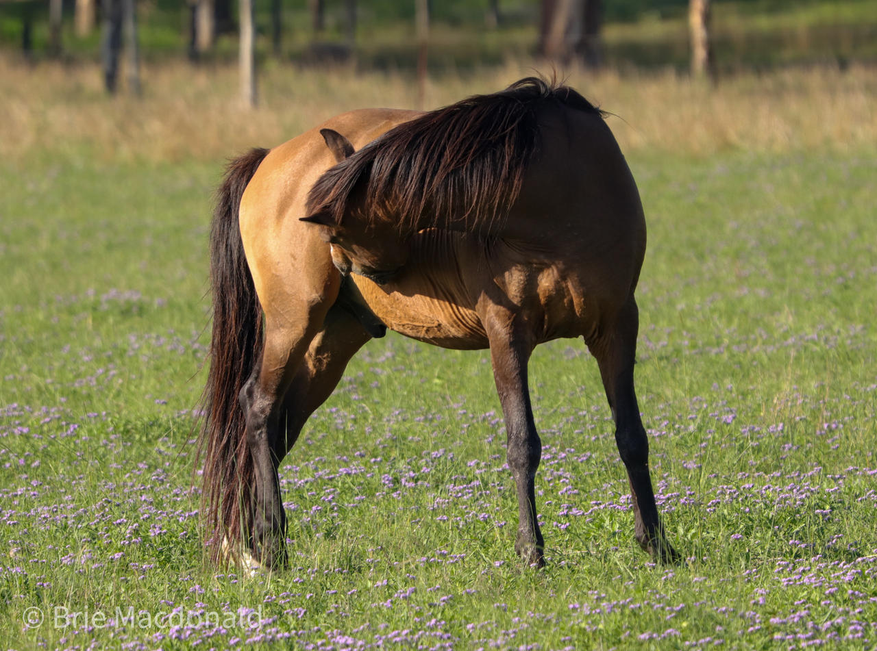 Golden Boy 2 By Briemacdonaldart On Deviantart Golden Boy 2 By Briemacdonaldart On Deviantart