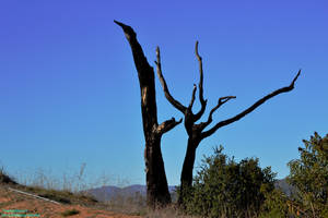 The Standing Dead