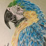 Blue and Yellow Macaw