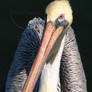 Pelican