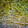 Tadpoles and raindrops