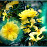 Yellow rosebush