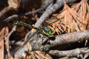 Dragonfly