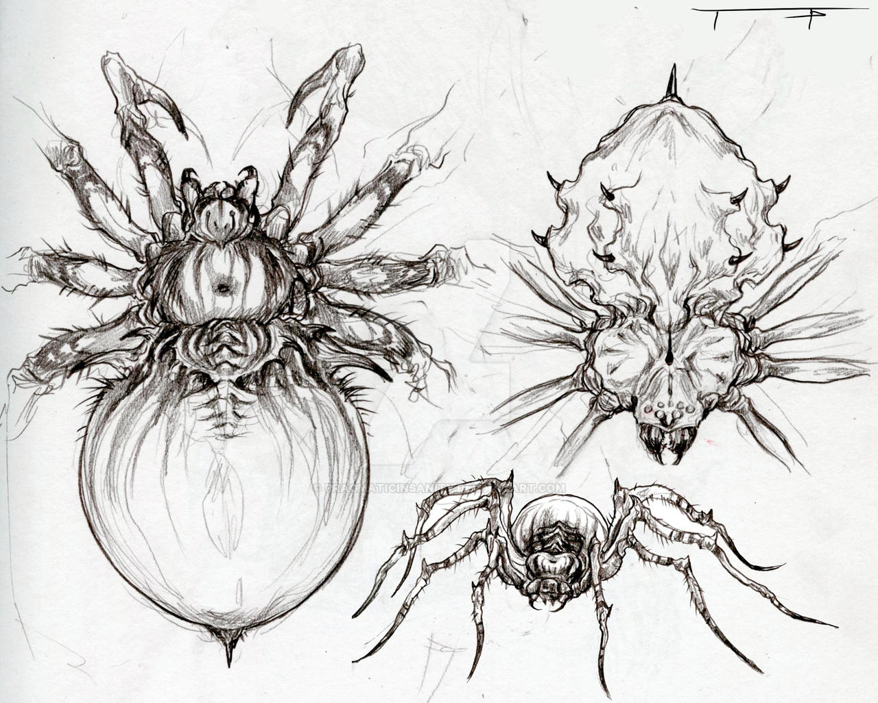 Spider Insect Deviantart Spider Concepts by pragmaticinsanity on DeviantArt