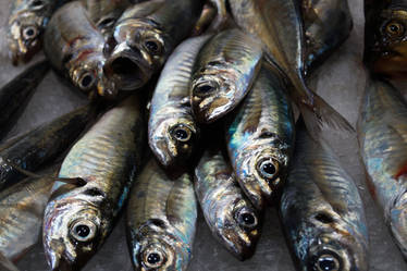 shiny fishes at the market