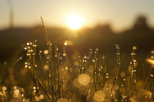 grass in the morning sun 2