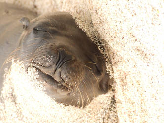 Sleeping on the beach