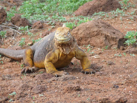 Land Iguana