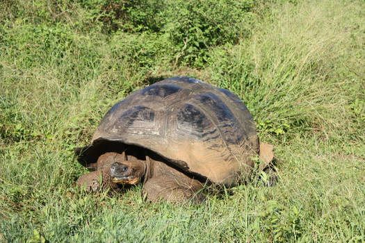 Giant land tortoise