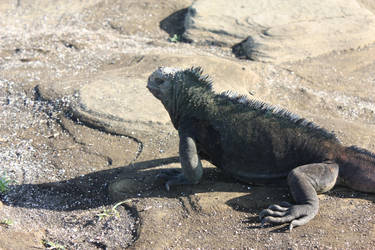 Marine iguana