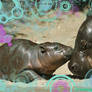Baby Hippo Love