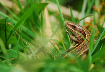 Common Lizard