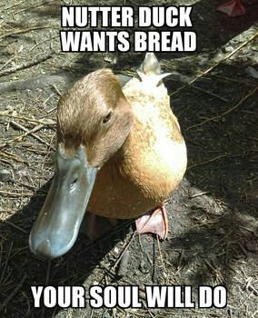 Nutter Duck Meme