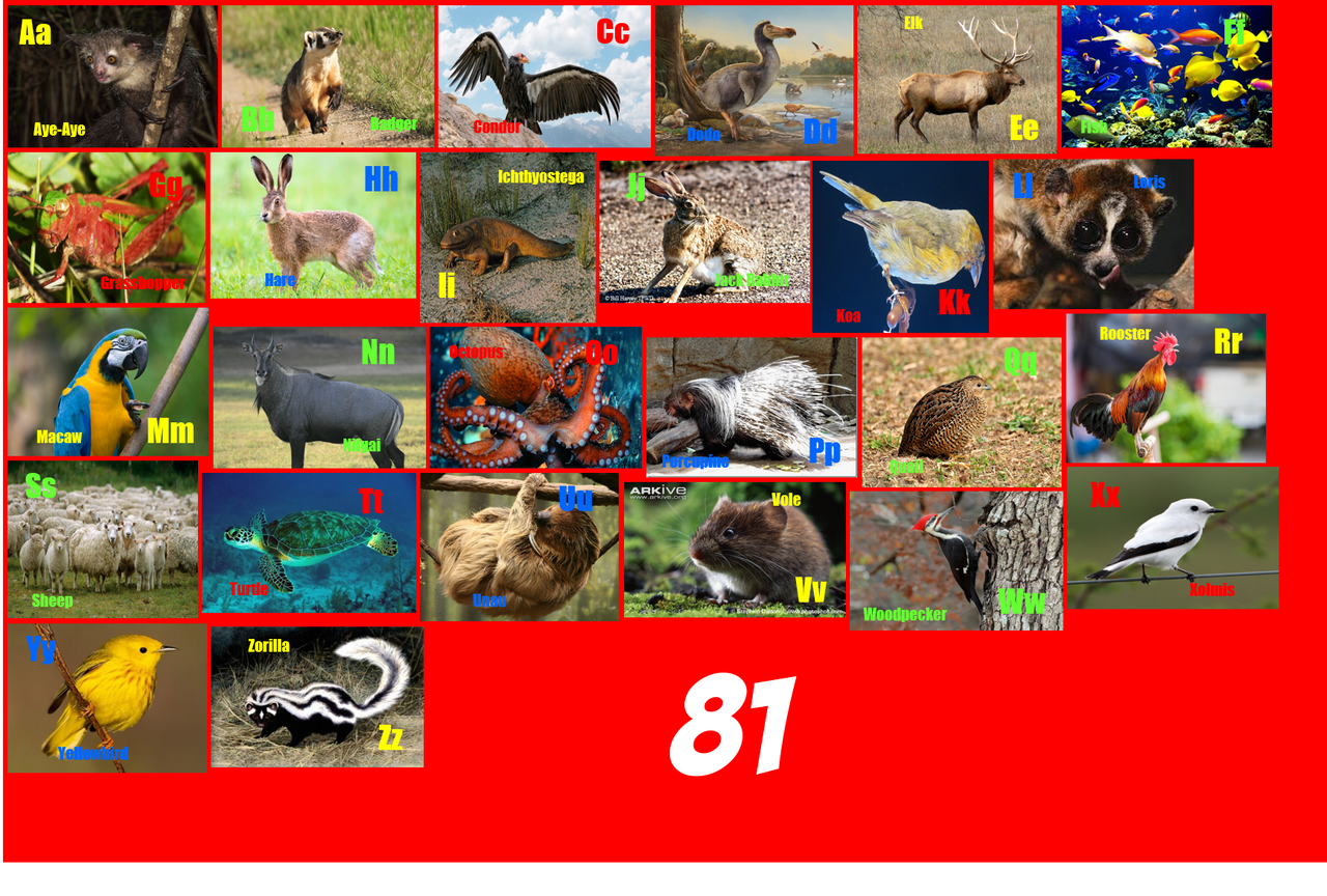 animal_alphabet_81_by_zoboomafo_dfae13d-fullview.png