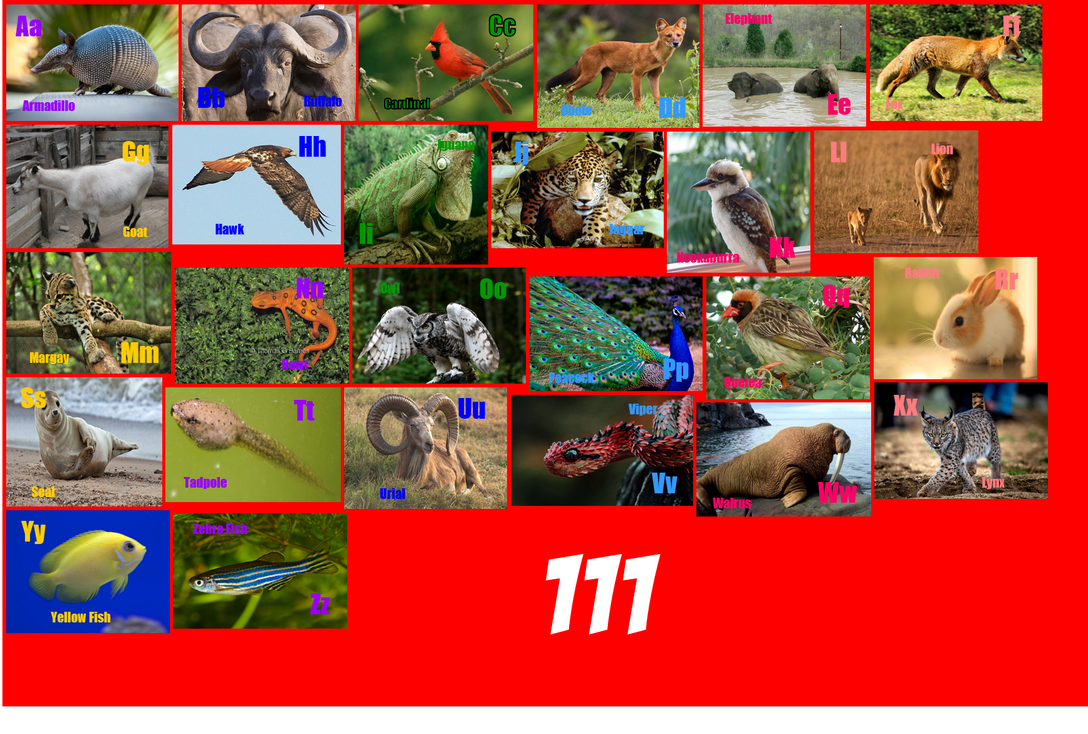 Animal Alphabet 111 By ThomasCarr0806 On DeviantArt Animal alphabet 111 by thomascarr0806 on deviantart