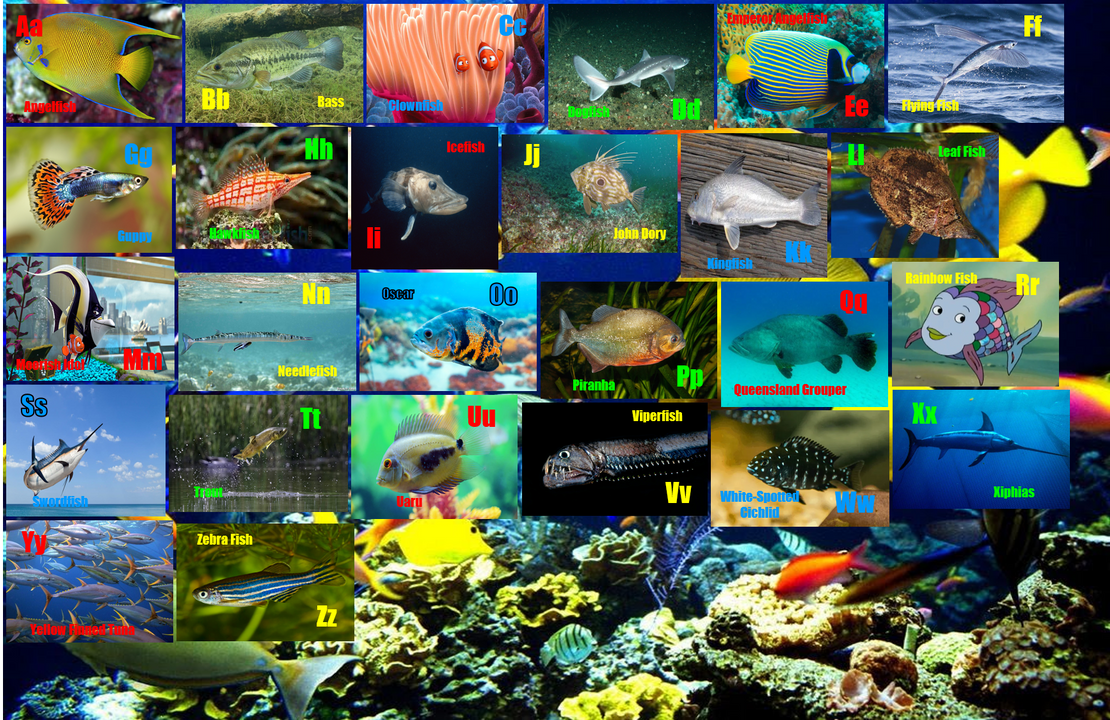 Alphabetial Fish Fish ABC's by ThomasCarr0806 on DeviantArt