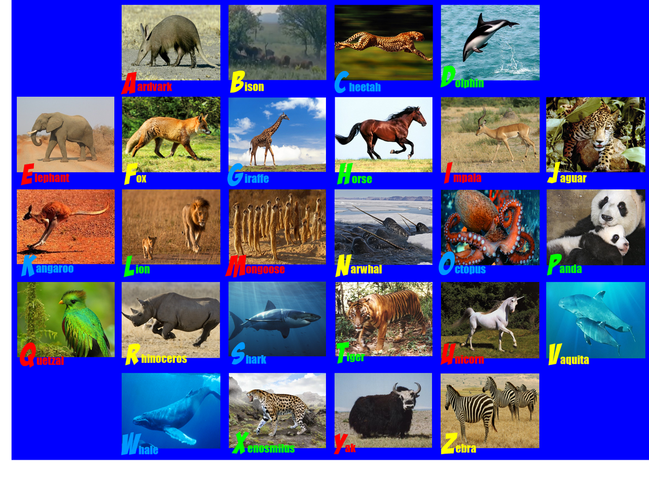 Animal Abc Rug Animal Alphabet Photo Rug 28 by ThomasCarr0806 on DeviantArt
