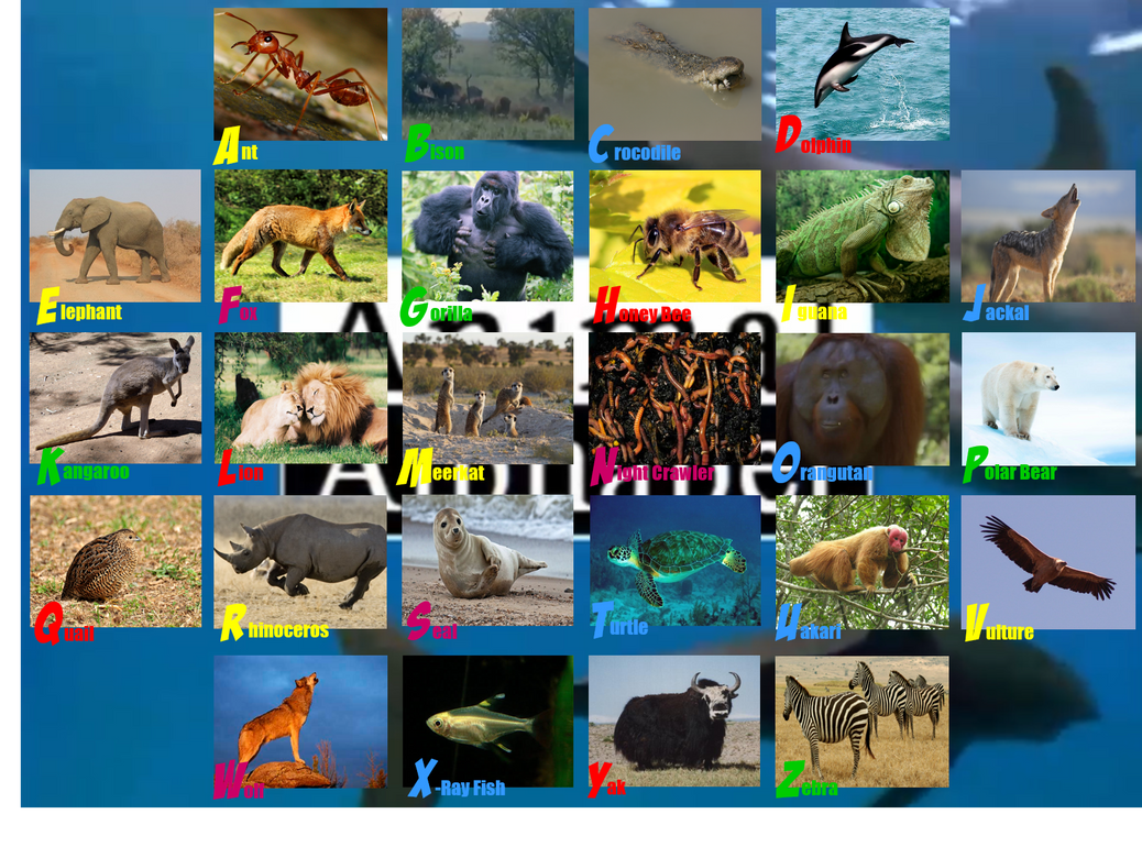 Animal Alphabet ABC Photo Rug by ThomasCarr0806 on DeviantArt