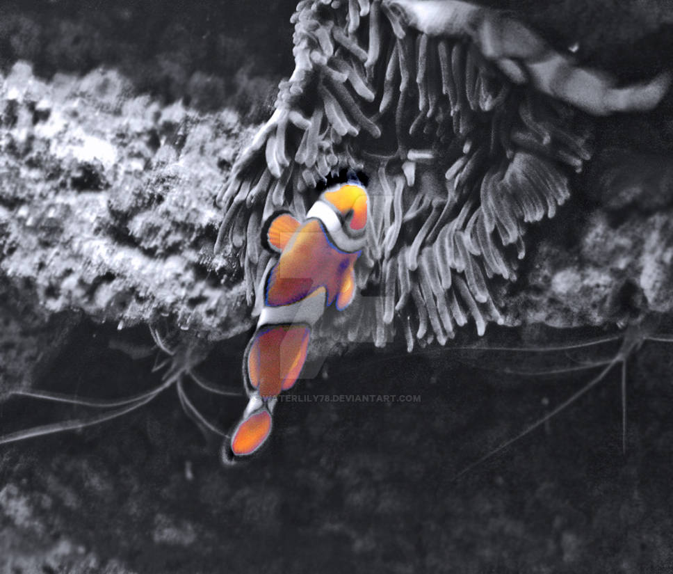 Clown Fish - Selective Color