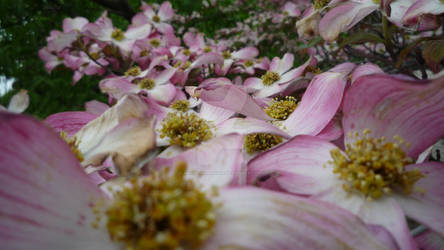 Field of Petals