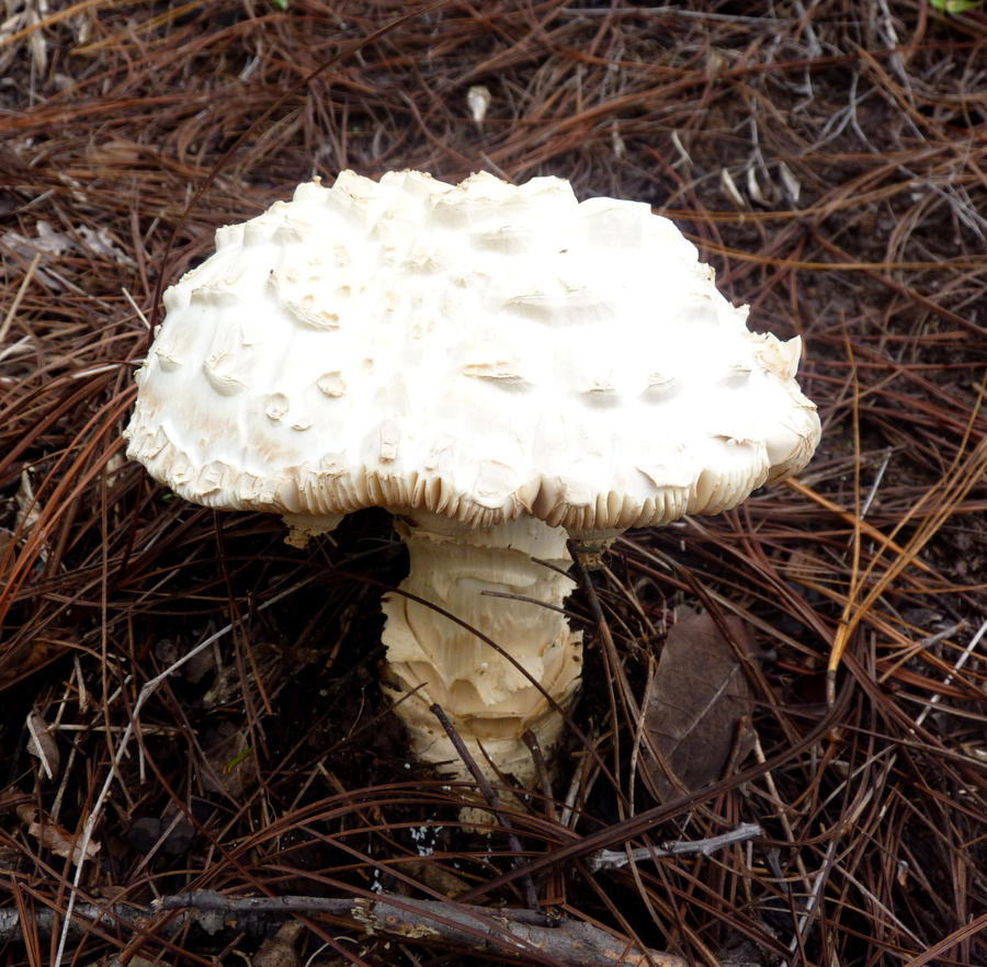 HongO by Lhastor on DeviantArt