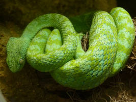 Serpiente Verde