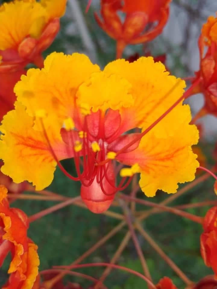 Desert bird of paradise plant. by jacekeleen on DeviantArt