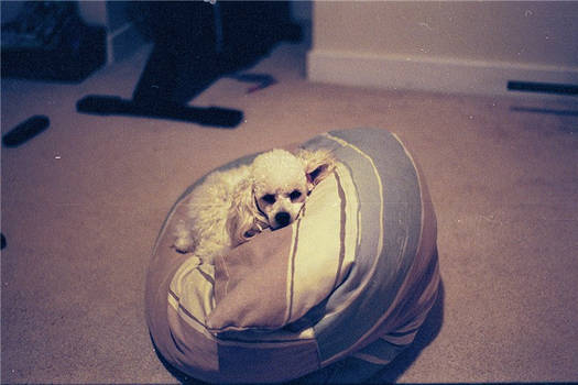 Tula on Pillow