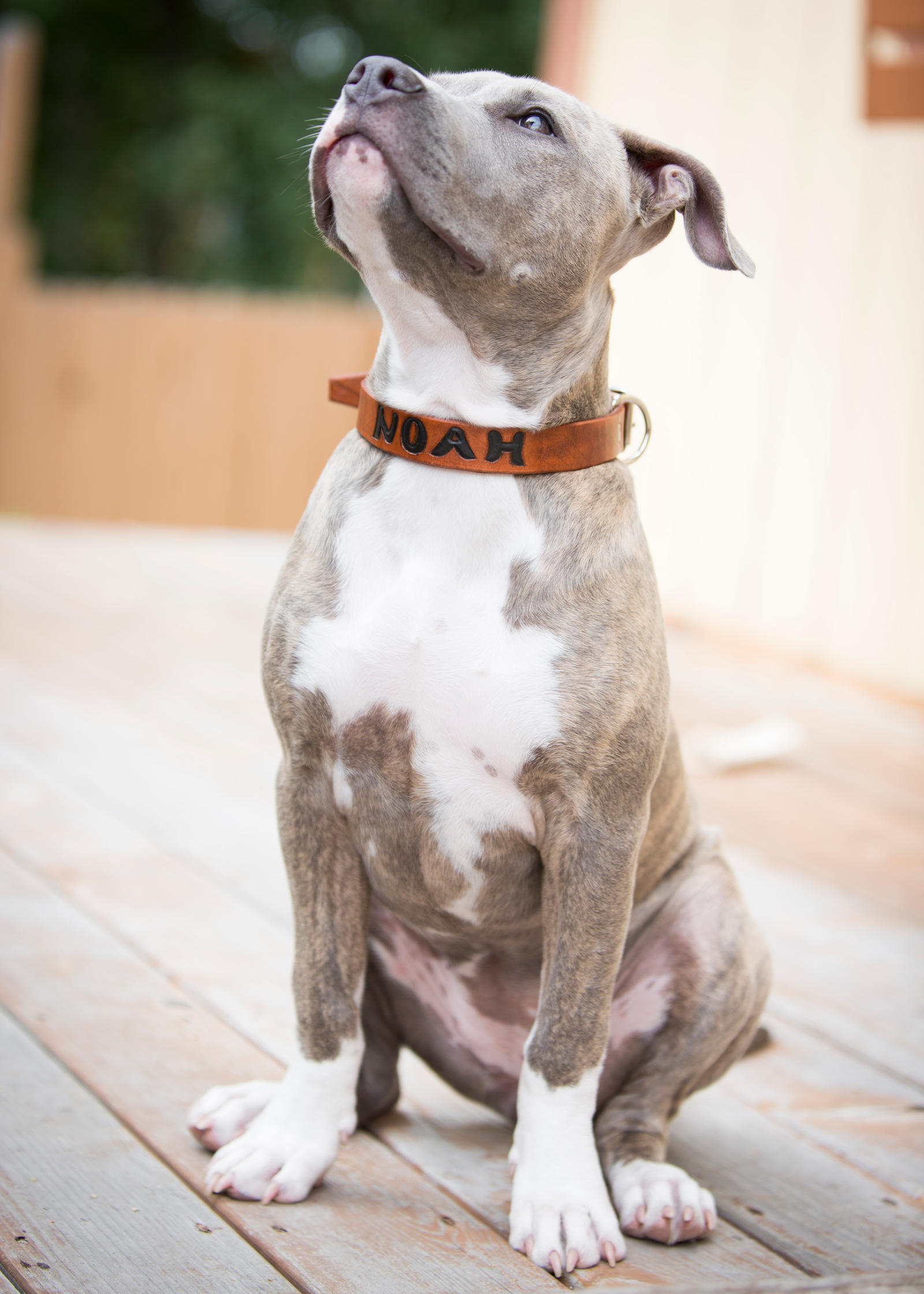 Custom tooled leather dog collar