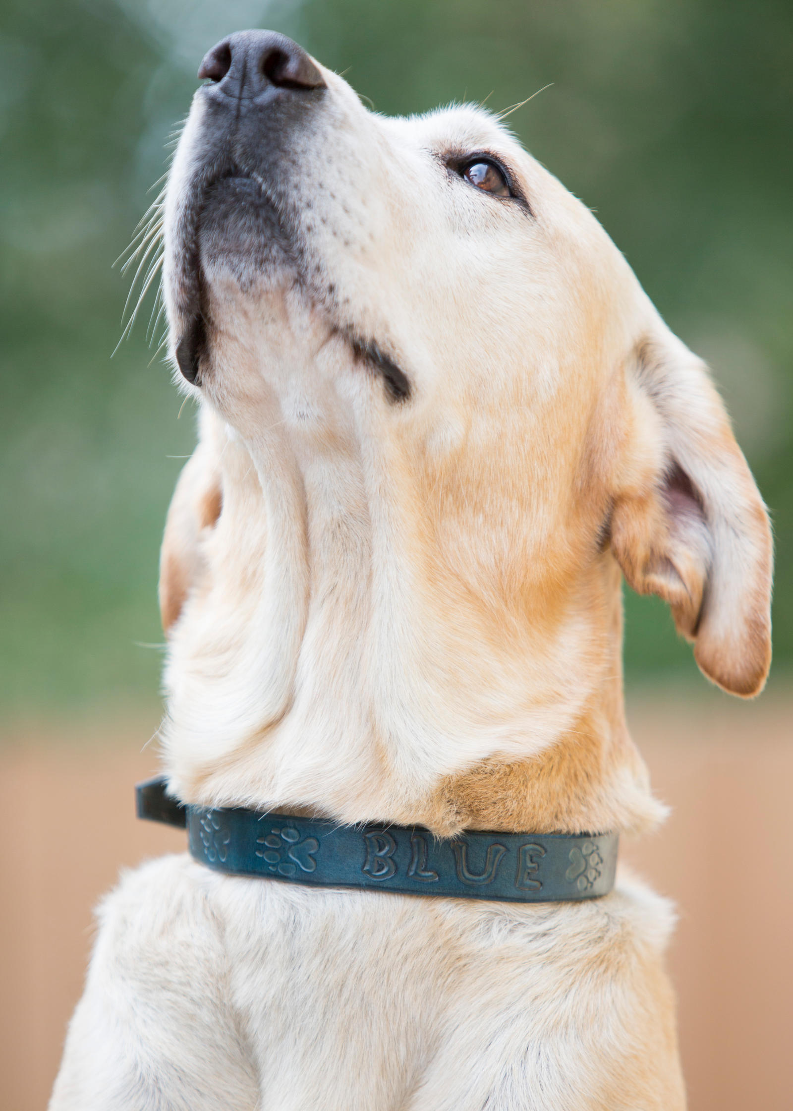 Custom tooled leather dog collar