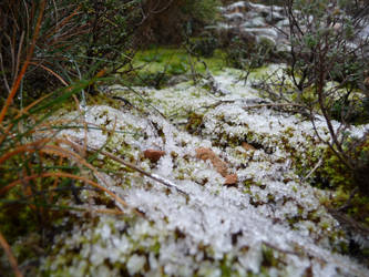 Frosted Nature