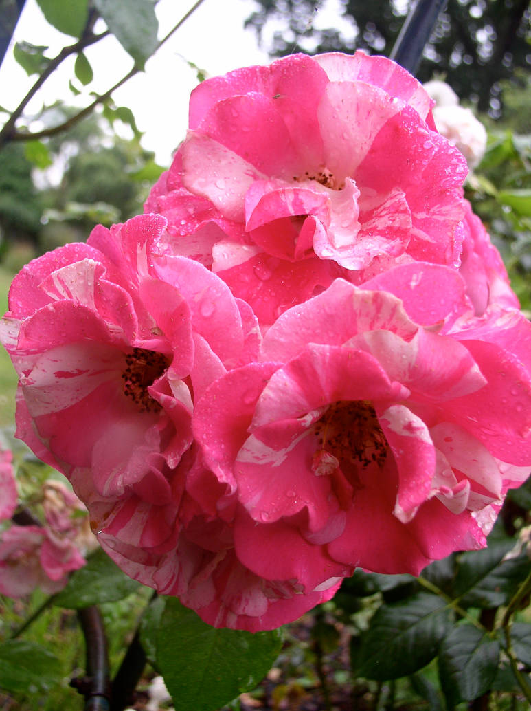 Pink Roses Creations Pink Roses by maddy2knight on DeviantArt