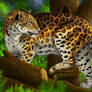 Amur Leopard ~ #03 WWF Endangered Species