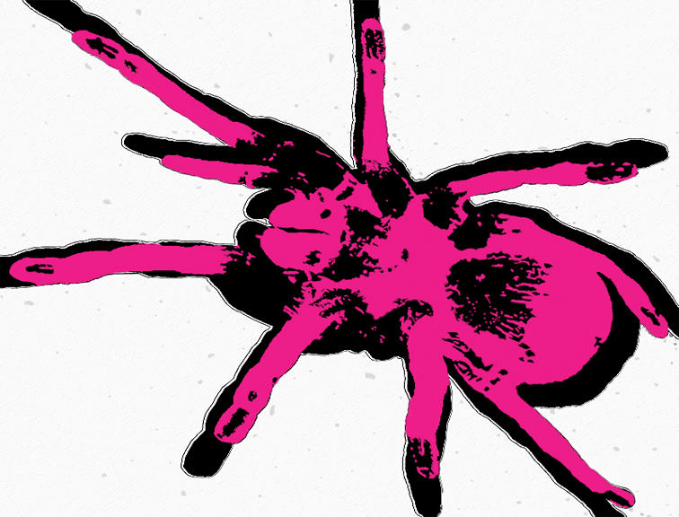 Pink Apider pink spider by codyspiderman on DeviantArt