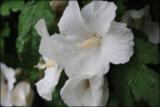 White Flowers