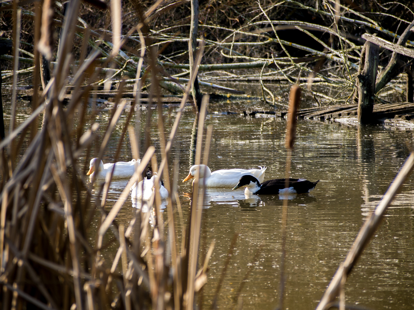 Ducks