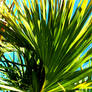 Sun Palm