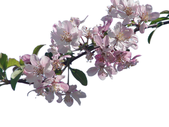 Cherry Blossom Branch png