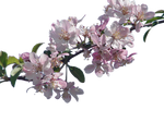 Cherry Blossom Branch png