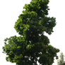 Tree PNG