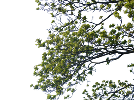 Tree Corner PNG