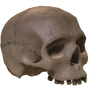 skull I