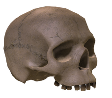 skull I