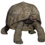 Tortoise I