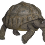 Tortoise II