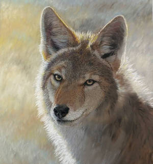 Coyote WIP 8x10 pastels