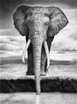 elephant by francoclun