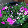 Wave Petunias